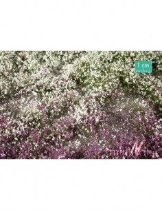 726-33S - FLORES AL INICIO...